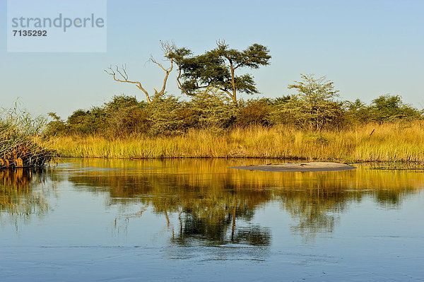 Nationalpark  Wasser  Baum  Querformat  Sonnenlicht  Namibia  Wiese  Afrika  Savannah
