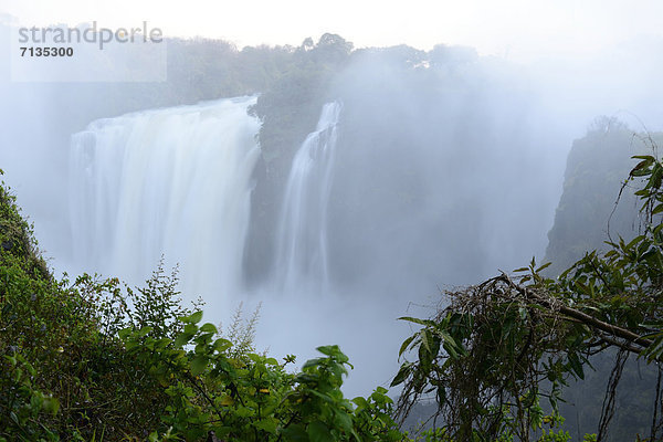 Südliches Afrika  Südafrika  Wasser  Botanik  Fluss  Wasserfall  Schlucht  Victoriafälle  Afrika  Zimbabwe