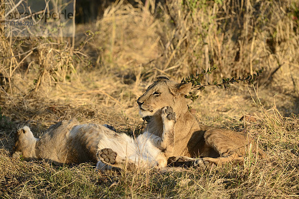 Löwe  Panthera leo  Tier  Spiel  Safari  Afrika  Löwe - Sternzeichen  Wildtier  Zimbabwe