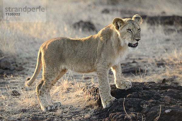 Löwe  Panthera leo  Tier  Safari  Welpe  Afrika  Löwe - Sternzeichen  Wildtier  Zimbabwe