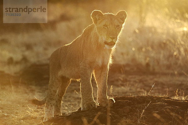 Löwe  Panthera leo  Tier  Safari  Welpe  Afrika  Löwe - Sternzeichen  Wildtier  Zimbabwe