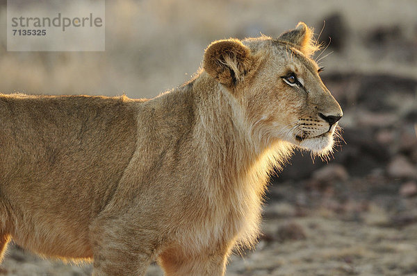 Löwe  Panthera leo  Tier  Victoriafälle  Afrika  Löwe - Sternzeichen  Zimbabwe