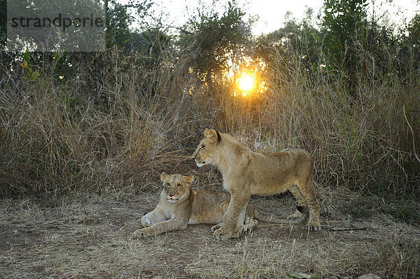 Tier  Jungtier  Victoriafälle  Afrika  Löwe - Sternzeichen  Zimbabwe