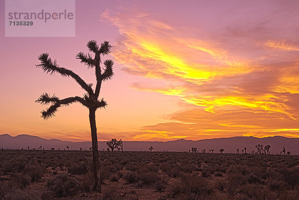 Vereinigte Staaten von Amerika  USA  Amerika  Baum  Wüste  rot  Mojave-Wüste  Joshua Tree  Yucca brevifolia  Kalifornien