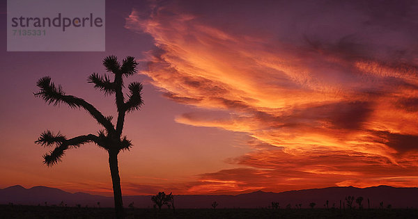 Vereinigte Staaten von Amerika  USA  Panorama  Amerika  Baum  Himmel  Wüste  rot  Flamme  Mojave-Wüste  Joshua Tree  Yucca brevifolia  Kalifornien