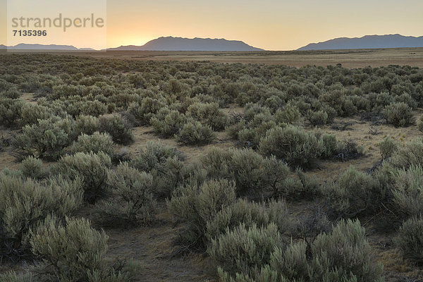 Salbei  Salvia pratensis  Vereinigte Staaten von Amerika  USA  State Park  Provincial Park  Amerika  Sonnenaufgang  grün  Wüste  Strauch  groß  großes  großer  große  großen  Antelope Island  Salbei  Salzsee  Utah