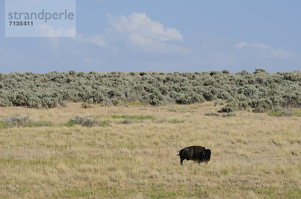 Vereinigte Staaten von Amerika  USA  Amerika  Tier  Natur  groß  großes  großer  große  großen  Antelope Island  Bison  Salzsee  Utah  Wildtier
