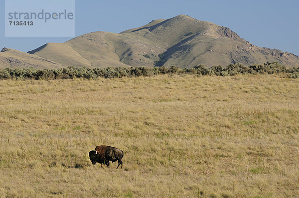 Vereinigte Staaten von Amerika  USA  Amerika  Tier  Natur  Wiese  groß  großes  großer  große  großen  Antelope Island  Bison  Salzsee  Utah  Wildtier
