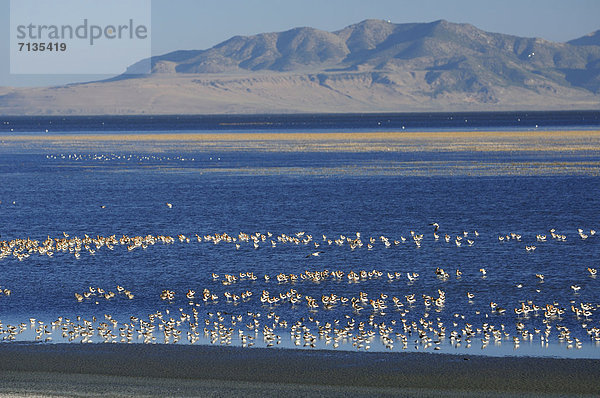 Vereinigte Staaten von Amerika  USA  Amerika  Vogel  groß  großes  großer  große  großen  Vogelbeobachtung  Amerikanischer Säbelschnäbler  Recurvirostra americana  Antelope Island  Salzsee  Utah