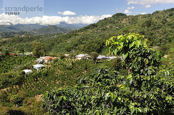 Berg  Landschaft  Hügel  grün  Landwirtschaft  Mittelamerika  Kaffee  Plantage  Costa Rica