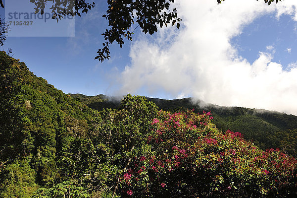 Botanik  Regenwald  grün  Wald  Mittelamerika  Costa Rica