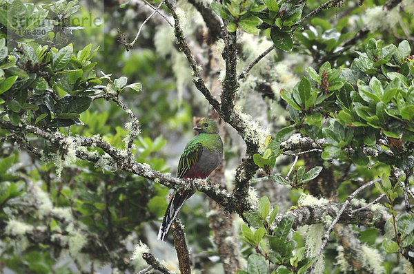 Botanik  Regenwald  grün  Wald  Vogel  Mittelamerika  Quetzal  Pharomachrus mocinno  Costa Rica