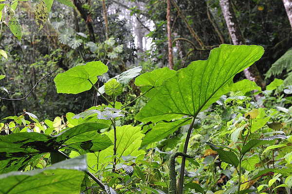 Tropisch Tropen subtropisch nass grün Mittelamerika UNESCO-Welterbe Regenwald Panama
