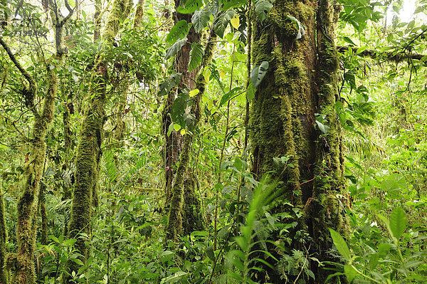 Nationalpark Tropisch Tropen subtropisch nass grün Mittelamerika UNESCO-Welterbe Regenwald Panama