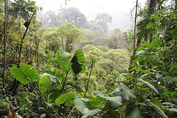 Nationalpark  Tropisch  Tropen  subtropisch  Mittelamerika  UNESCO-Welterbe  Regenwald  Panama