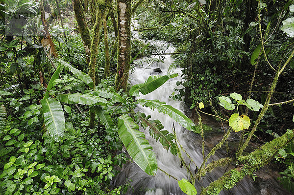 Nationalpark  Tropisch  Tropen  subtropisch  Wald  Farn  Bach  Mittelamerika  UNESCO-Welterbe  Regenwald  Panama