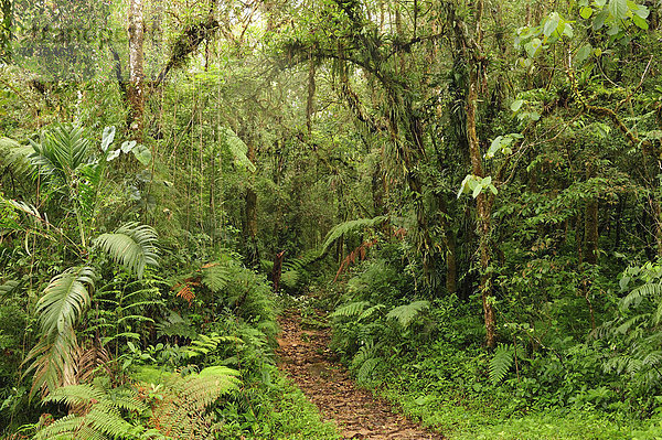 Nationalpark  folgen  Mittelamerika  UNESCO-Welterbe  Panama