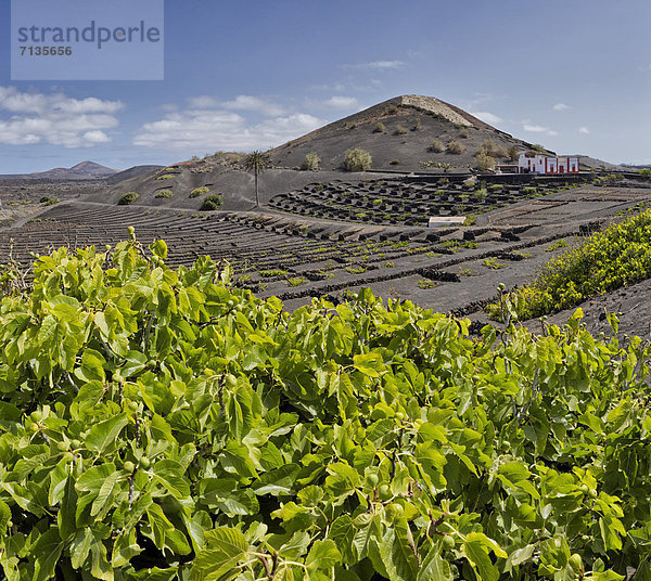 Berg  Sommer  Landschaft  Hügel  Strauch  Kanaren  Kanarische Inseln  La Geria  Lanzarote  Spanien  Weinberg