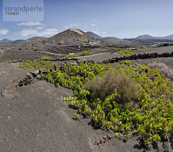 Berg  Sommer  Landschaft  Hügel  Strauch  Kanaren  Kanarische Inseln  La Geria  Lanzarote  Spanien  Weinberg