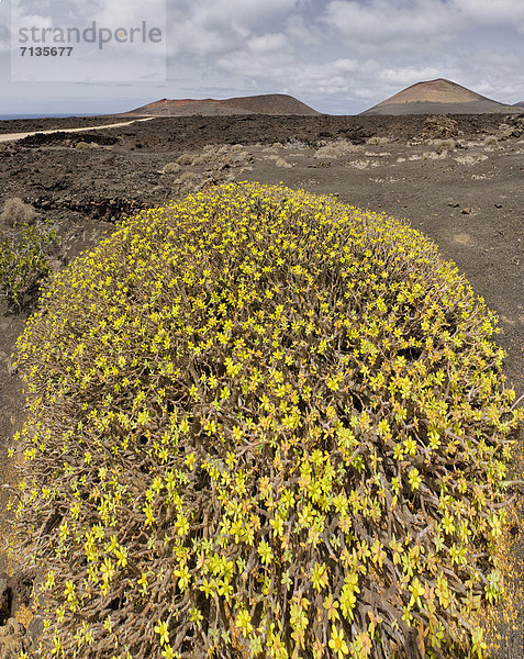 Nationalpark  Berg  Blume  Sommer  Landschaft  Hügel  blühen  Kanaren  Kanarische Inseln  Lanzarote  Spanien