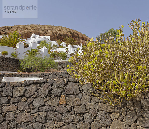 Berg Blume Wohnhaus Sommer Hügel Kanaren Kanarische Inseln Lanzarote Spanien