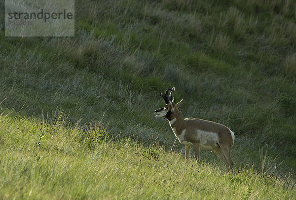 Vereinigte Staaten von Amerika  USA  Amerika  Tier  Säugetier  ungestüm  Gabelbock  Antilocapra americana  Antilope  Prärie  South Dakota  Wildtier