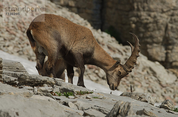 Schnabel  Tier  Säugetier  Alpen  Kamel  Steinbock - Sternzeichen  Schnee  schweizerisch