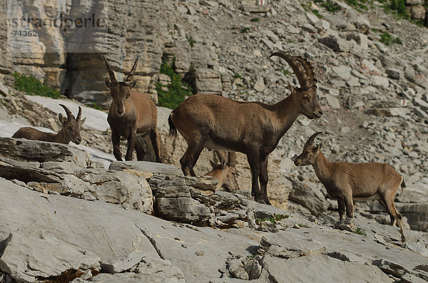 Schnabel  Tier  Säugetier  Alpen  Kamel  Steinbock - Sternzeichen  Schnee  schweizerisch