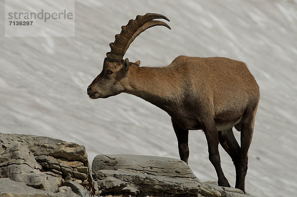 Schnabel  Tier  Säugetier  Alpen  Kamel  Steinbock - Sternzeichen  Schnee  schweizerisch