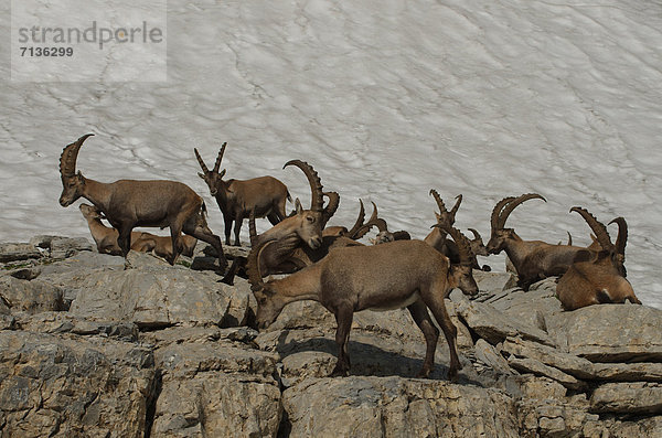 Schnabel  Tier  Säugetier  Alpen  Kamel  Steinbock - Sternzeichen  Schnee  schweizerisch