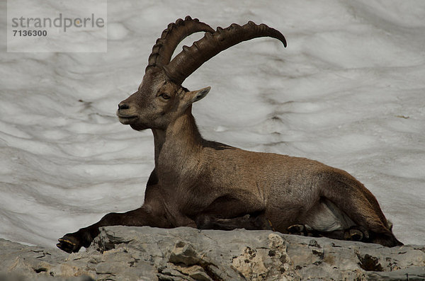 Schnabel  Tier  Säugetier  Alpen  Kamel  Steinbock - Sternzeichen  Schnee  schweizerisch