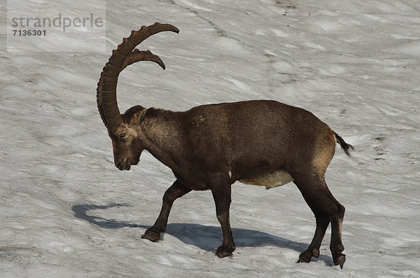 Schnabel  Tier  Säugetier  Alpen  Kamel  Steinbock - Sternzeichen  Schnee  schweizerisch