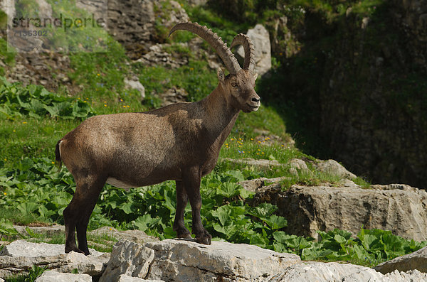 Schnabel  Tier  Säugetier  Alpen  Kamel  Steinbock - Sternzeichen  schweizerisch