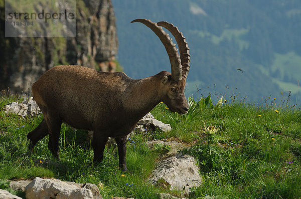 Schnabel  Tier  Säugetier  Alpen  Kamel  Steinbock - Sternzeichen  schweizerisch