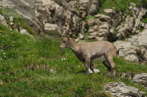 Schnabel  Tier  Säugetier  Alpen  Kamel  Steinbock - Sternzeichen  schweizerisch