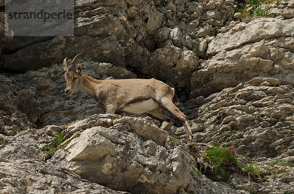 Schnabel  Tier  Säugetier  Alpen  Kamel  Steinbock - Sternzeichen  schweizerisch