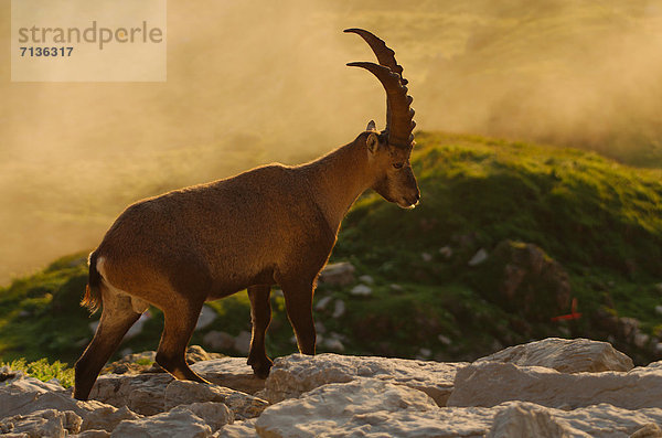 Schnabel  Tier  Säugetier  Alpen  Kamel  Steinbock - Sternzeichen  schweizerisch