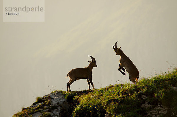 Schnabel  Kampf  Tier  Säugetier  Alpen  Kamel  Steinbock - Sternzeichen  schweizerisch