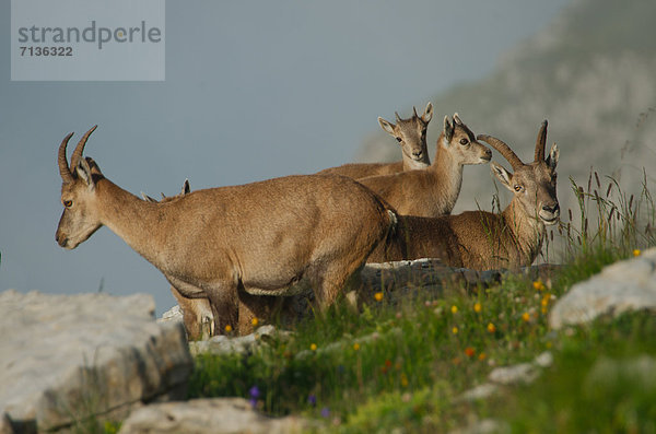 Schnabel  Tier  Säugetier  Alpen  Kamel  Steinbock - Sternzeichen  schweizerisch