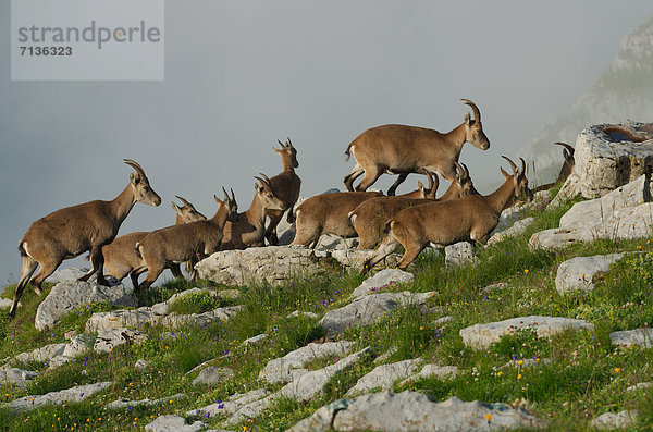 Schnabel  Tier  Säugetier  Alpen  Kamel  Steinbock - Sternzeichen  schweizerisch