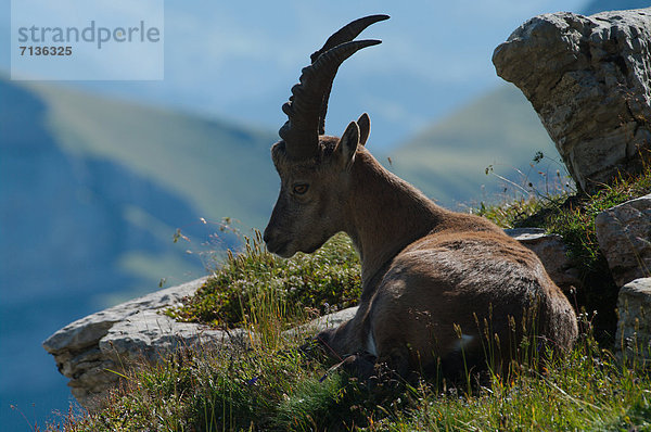 Schnabel  Tier  Säugetier  Alpen  Kamel  Steinbock - Sternzeichen  schweizerisch