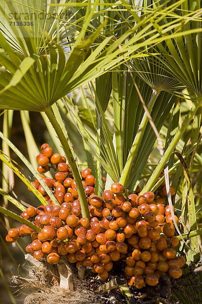 Detail Details Ausschnitt Ausschnitte Europa Botanik Baum Natur Pflanze Hintergrund Close-up Insel Palme Mallorca Phoenix Spanien