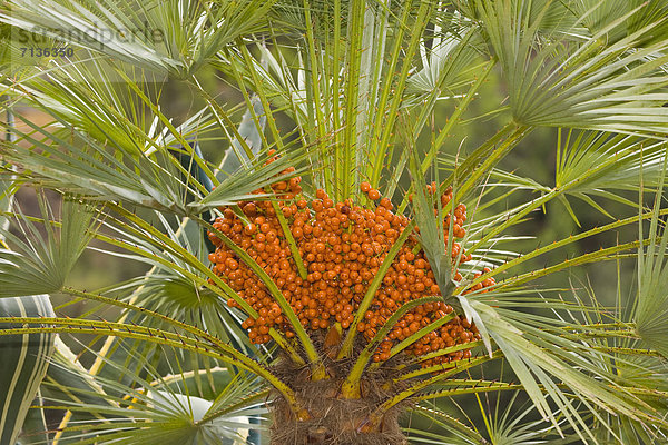 Detail Details Ausschnitt Ausschnitte Europa Botanik Baum Natur Pflanze Close-up Insel Palme Mallorca Phoenix Spanien