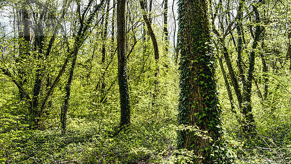 Efeu Hedera helix Europa Botanik Wald Natur Holz Kletterpflanze Bern Mischwald Schweiz