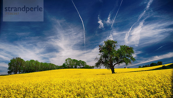 Raps Brassica napus Baum gelb Himmel Landwirtschaft Feld blau Rapsfeld Schweiz