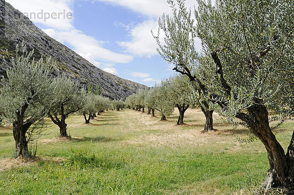 Olivenbäume  Dorf Sopeira  Pyrenäen  Provinz Huesca  Aragon  Aragonien  Spanien  ÖffentlicherGrund