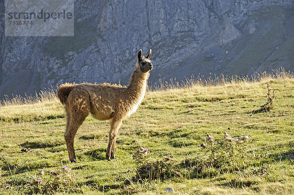 Lama (Lama glama)  Col du Tourmalet  Pass  Gebirge  Bareges  Midi Pyrenees  Pyrenäen  Departement Hautes-Pyrenees  Frankreich  Europa  ÖffentlicherGrund