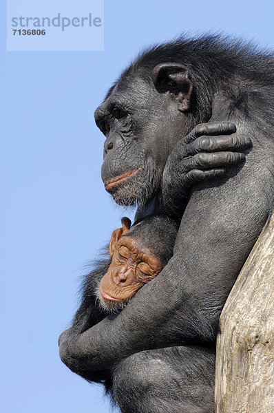 Schimpanse (Pan troglodytes)  Weibchen mit Jungtier  Vorkommen in Afrika  captive  Niederlande  Europa