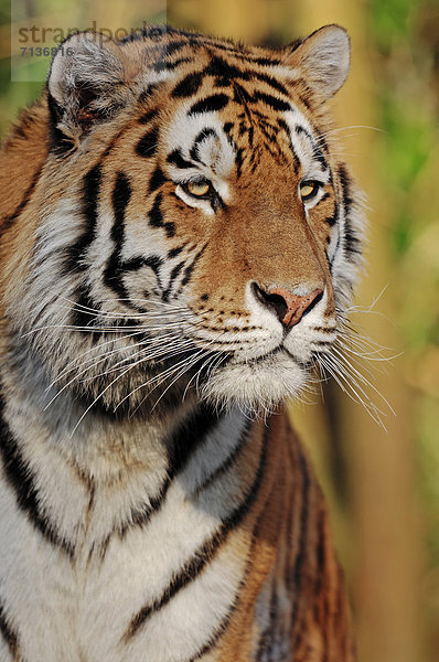 Sibirischer Tiger oder Amurtiger (Panthera tigris altaica)  Portrait  Vorkommen in Asien  captive  Niederlande  Europa