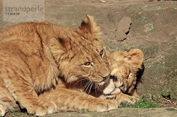 Afrikanischer Löwe (Panthera leo)  spielende Jungtiere  Vorkommen in Afrika  captive  Niederlande  Europa